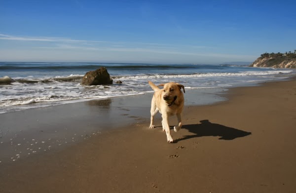 At Mesa's Hendry's Beach, one of the most popular dog beaches in Santa Barbara, owners can unleash their pets to romp and play in the sand and surf.